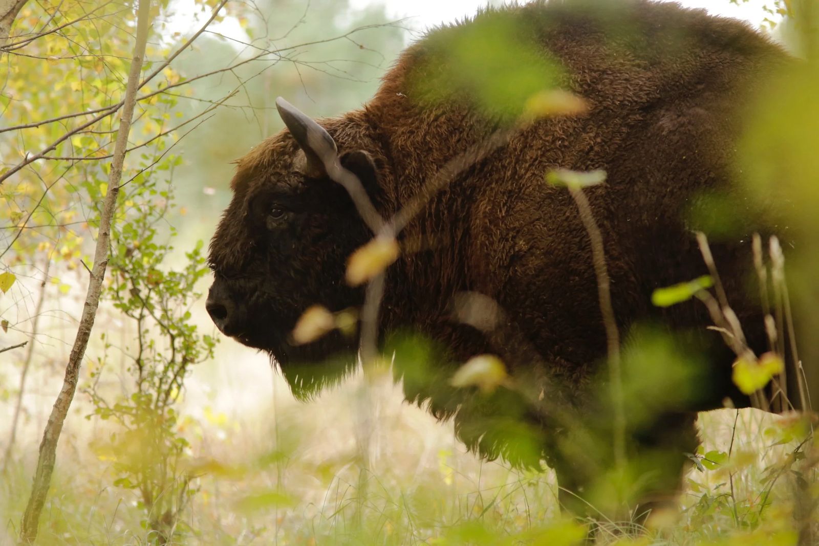 A bison grazing in tall grass