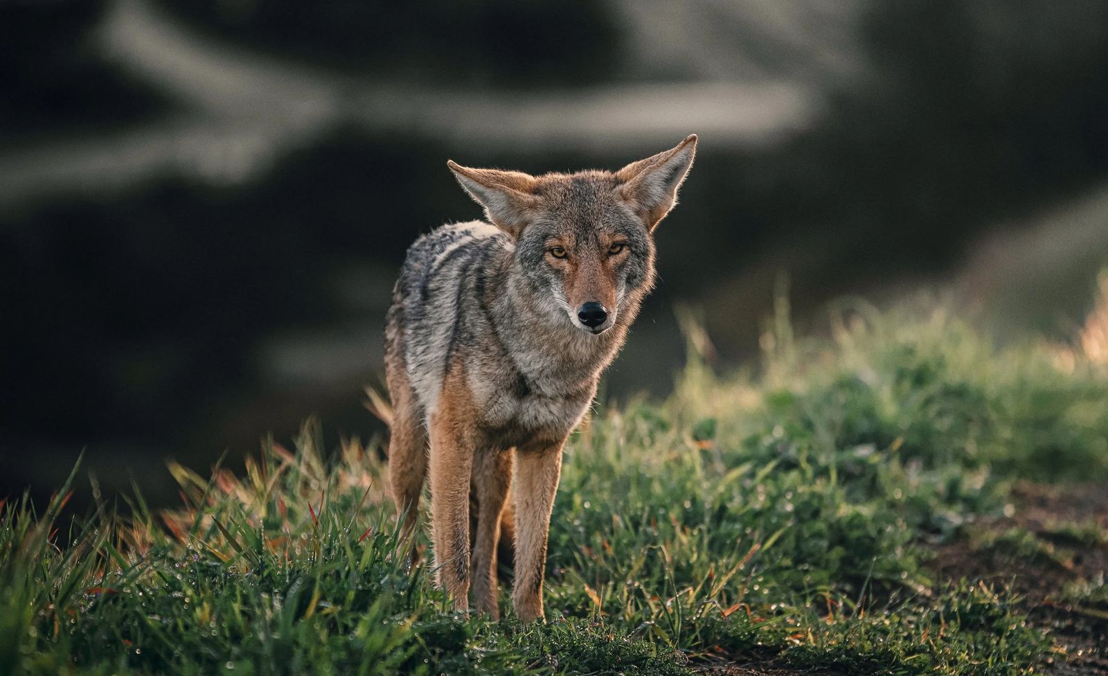 A coyote standing in a meadow