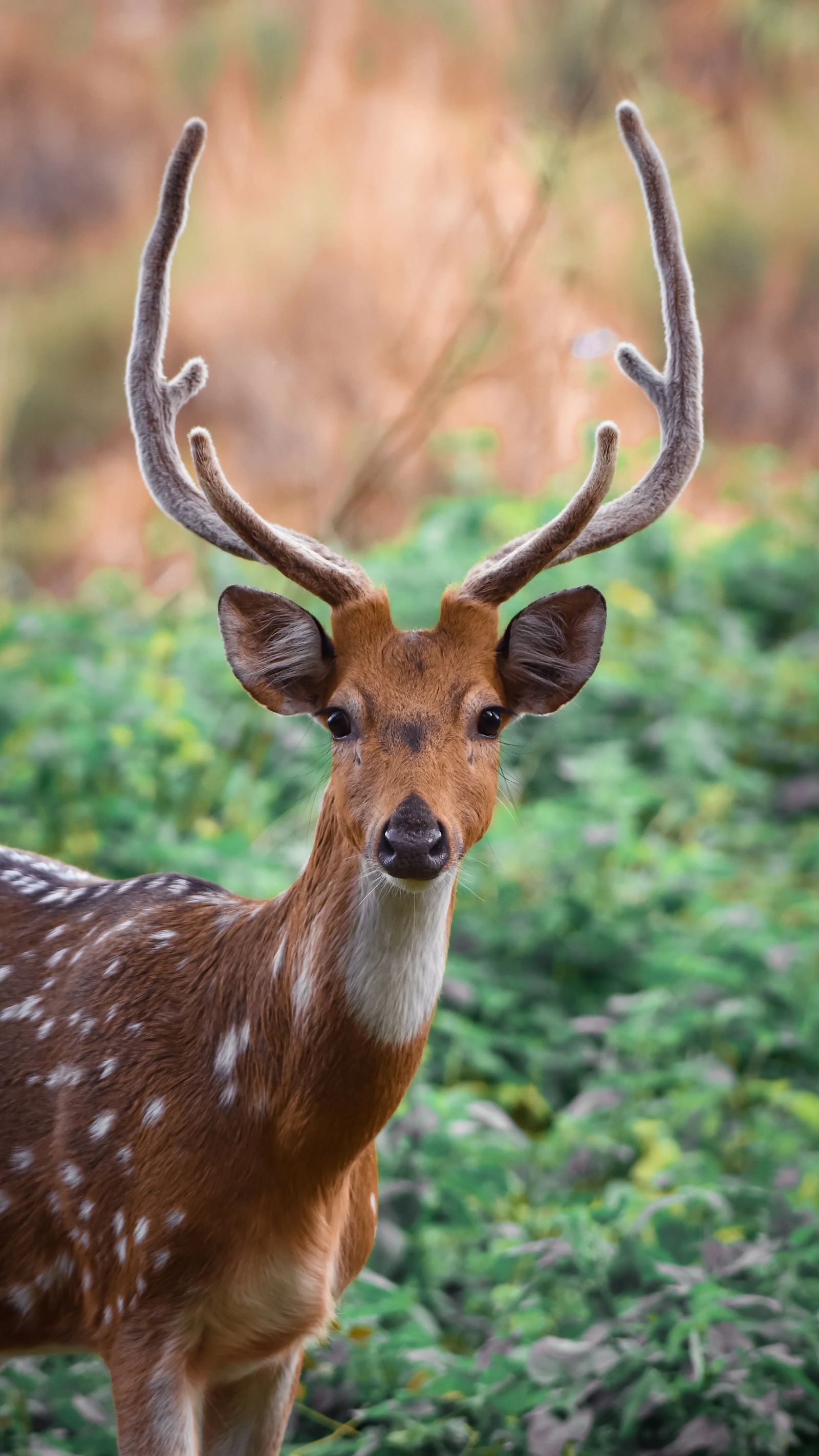 A spotted deer with antlers in green brush
