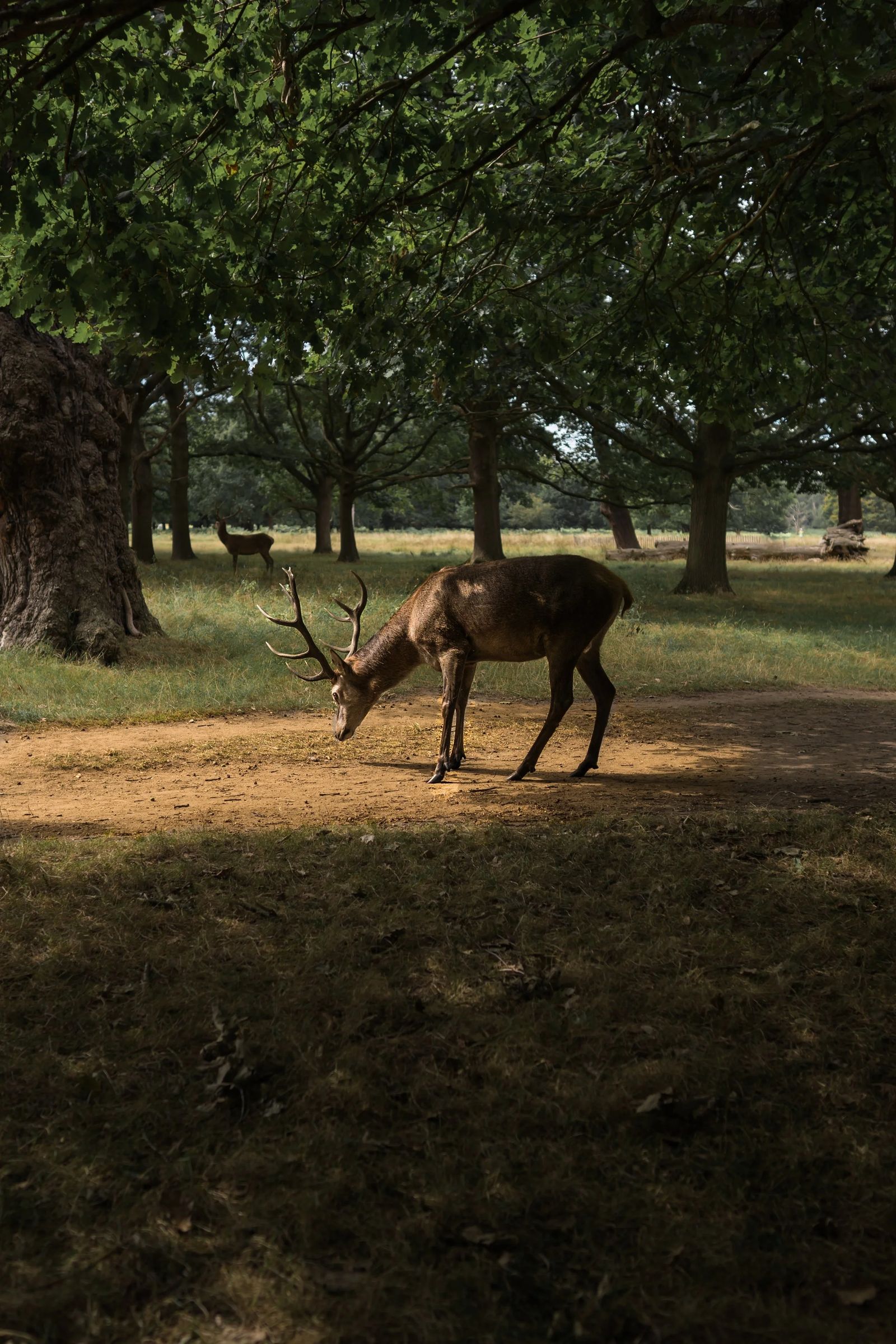 An elk grazing beneath oak trees