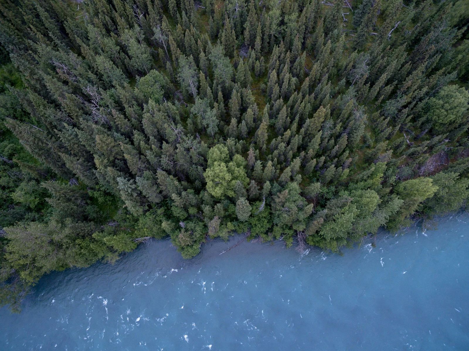 An aerial view of a river bordering dense forest