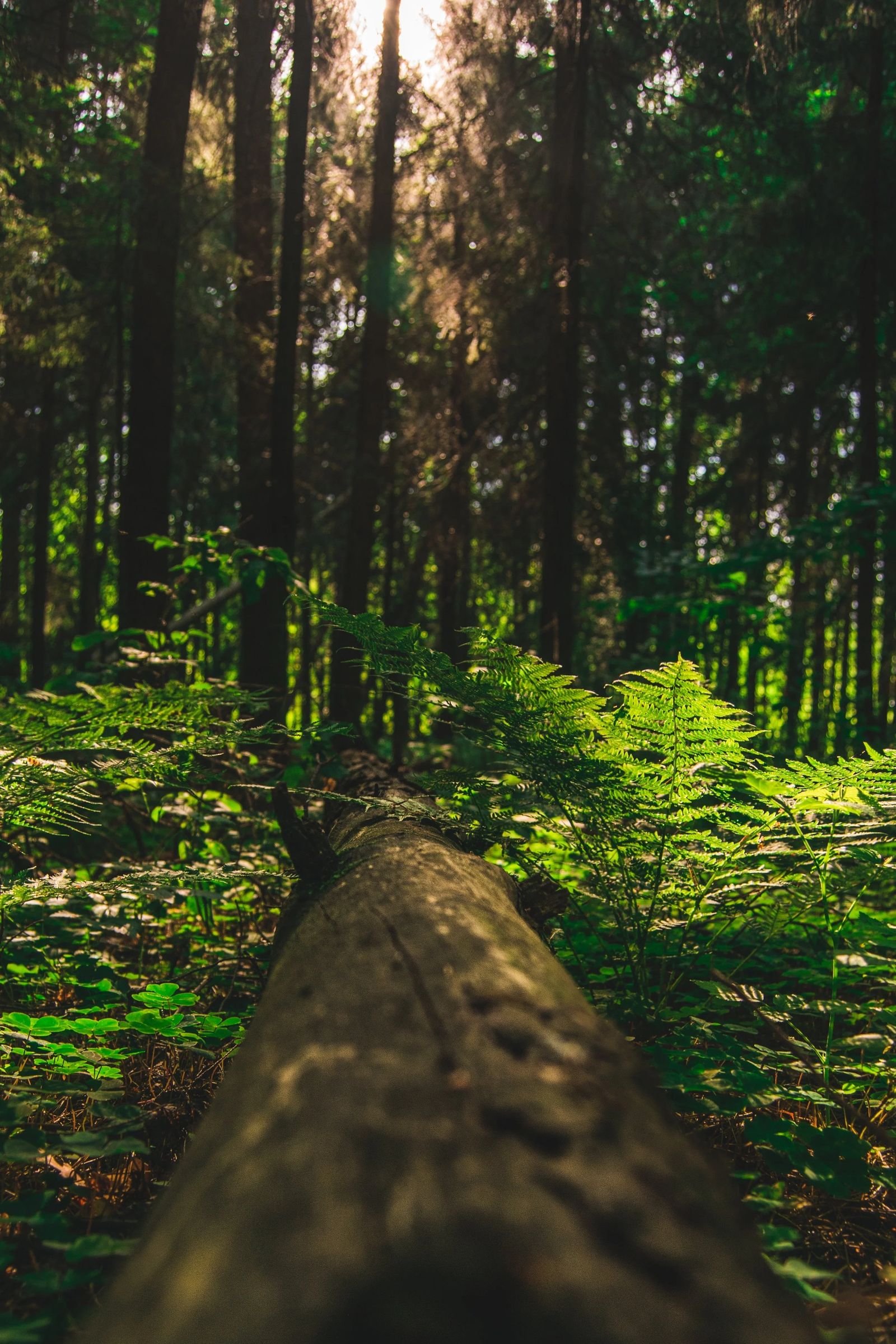 A fallen log leading into a sunlit forest