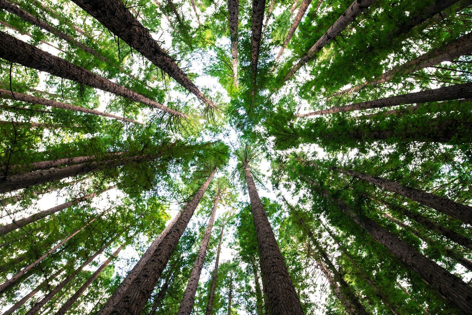 Looking up through a tall forest canopy