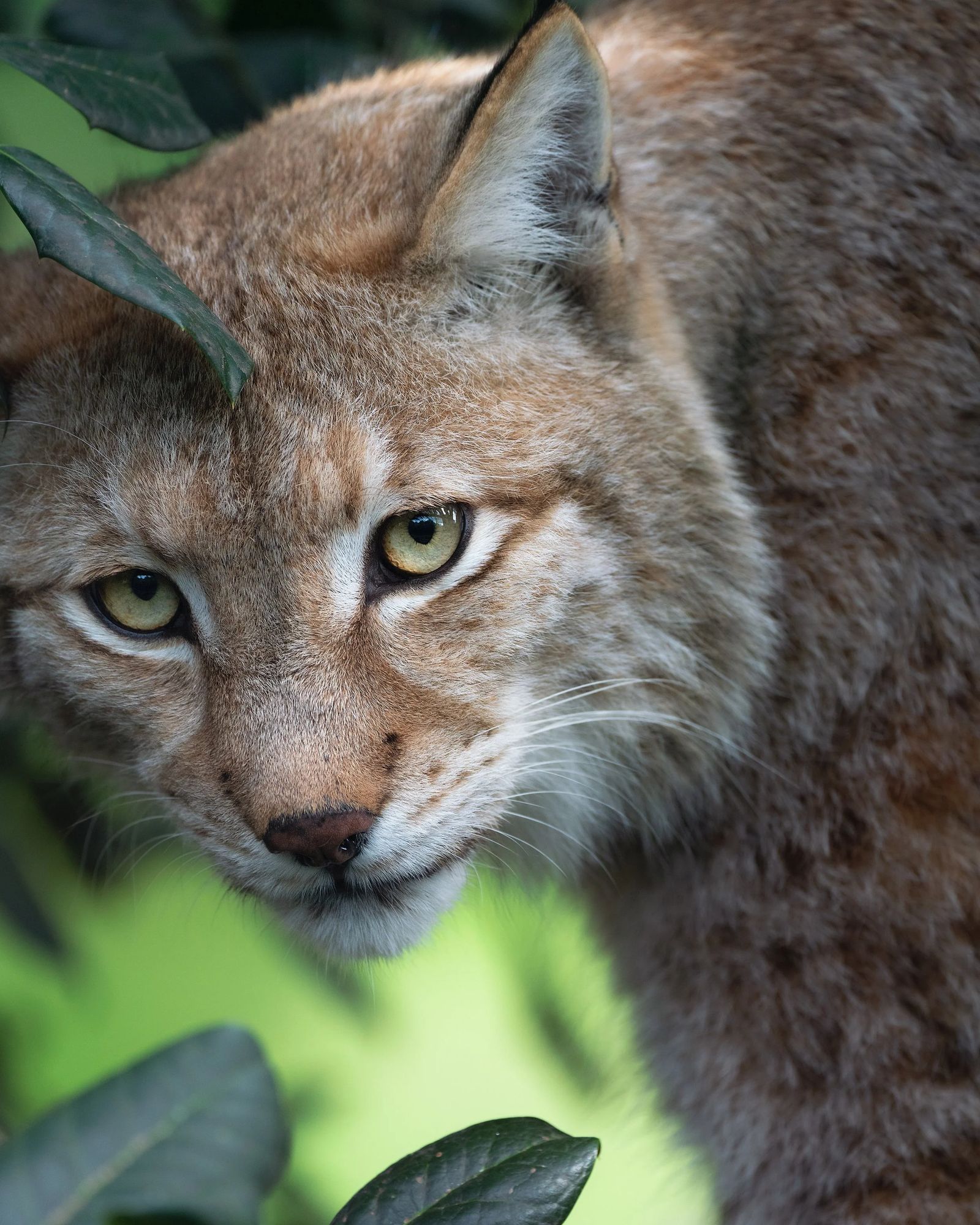 A lynx looking out from foliage