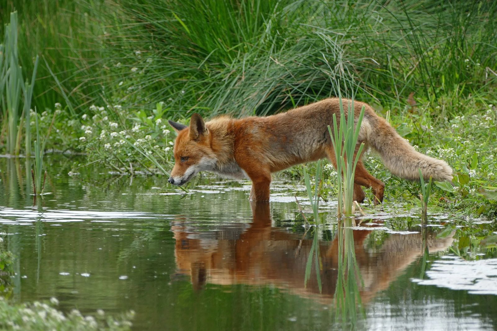 A red fox wading through a pond